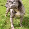 Blue Merle French bulldog in heat next month