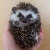 Baby Hedgehogs - Health Guarantees, USDA Licensed