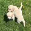 English Cream/Golden Retriever pups. 2 males left born 3/18 Call or text r go to Elmersgoldrushgoldens.com