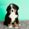 AKC Bernese Mountain puppies in Indiana