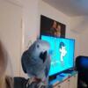 Male African Grey for re homing