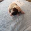Russell Terrier puppies - AKC registered