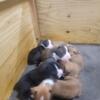 Boxer puppies Akc fawns and brindles