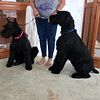 Giant Schnauzer pure bred great family dog. For stud Only