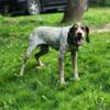 UKC Bench CH male English Coonhound