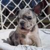 Kirk French Bulldog male puppy for sale. $1,600