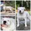 1yr old white female rehoming
