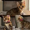 Snow + Brown Bengal Kittens (TICA) Available in March - Health Guarantee - Premium Bengals