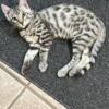 Bengal 3 months old For sale