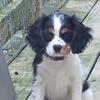 Puddin a 12 week old female King Charles Cavalier Spaniels