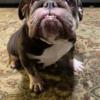 English Bulldog looking for a pet home