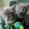 Maine Coon kittens Blue Smoke and Blue Tabby