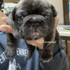 Thickest On Hoobly Brindle Male French Bulldog AKC Show Quality Frenchie