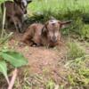 Dwarf goat babies and adults available