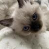 Ragdoll Kitten from spring litter needs a new home. LOWERING PRICE TO $500.