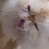 Flame Point Himalayan "SunFire"Neutered Male Ready For New Home