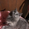 SOLD Female Blue Persian kitten