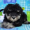 Miniature Schnauzer Puppies   AKC - Flashy Black, Black and Silver & Salt and Pepper  M and F