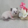 Illinois Siamese kittens Ready May 2024- Seal point kittens - Call or E-mail