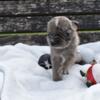 Christmas pure breed pug puppies (Lake Mary)