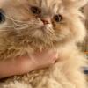 Cuddly Persian kittens