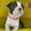 Hazel is a very beautiful little female red & white Boston Terrier puppy.  ON HOLD