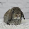 Available Holland Lop Bunnies!