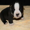 Top Quality ABKC Reg American Bully Ready For His Forever Home