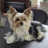 STUD Service Only - AKC 4lbs Parti Yorkie - Not For Sale