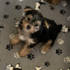 AKC Registered Traditional Yorkie Male