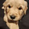 AKC Golden Retriever puppies for sale. Ready Now.