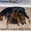 Red Male AKC Doberman Puppies Ready May 4th 2024
