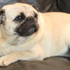 4 year old AKC Proven Pug stud available.