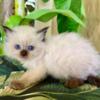 Ragdoll Male white Kitten