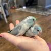 Beautiful baby parrotlets