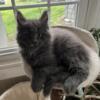 9 weeks Maine Coon male- large