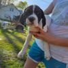 German shorthair pointer mix with boxer puppies.3 males left