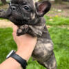 Reduced Black Brindle Male French Bulldog Puppy