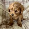 Reese F1b male cavapoo ready now!