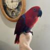Beautiful female red side eclectus parrot