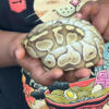 Year old male ball python