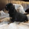 Miniature Dachshund puppy- 1 male left