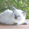 Fran Ragdoll Kitten Kittens Female Blue Lilac Point Pointed Colorpoint White Mitted For Sale Purebred Tica Family Raised