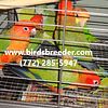 Baby red factor Sun Conures available at $750 each