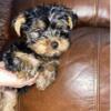 Yorkie puppies males and females tea cup size