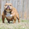 HAZE GDAUGHTER $800 txt # in ad now! ukc
