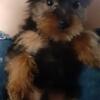 Yorkie male pup.  11 weeks old.  Located in Rockhill,S.C