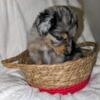 Female Doodle puppy available 5/27