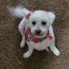 Rehoming AKC Bichon. Asking a rehoming fee to insure she goes to a good home.