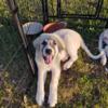 Anatolian pyrenees puppies for sale